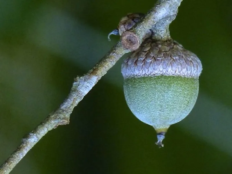 The Last To Go........