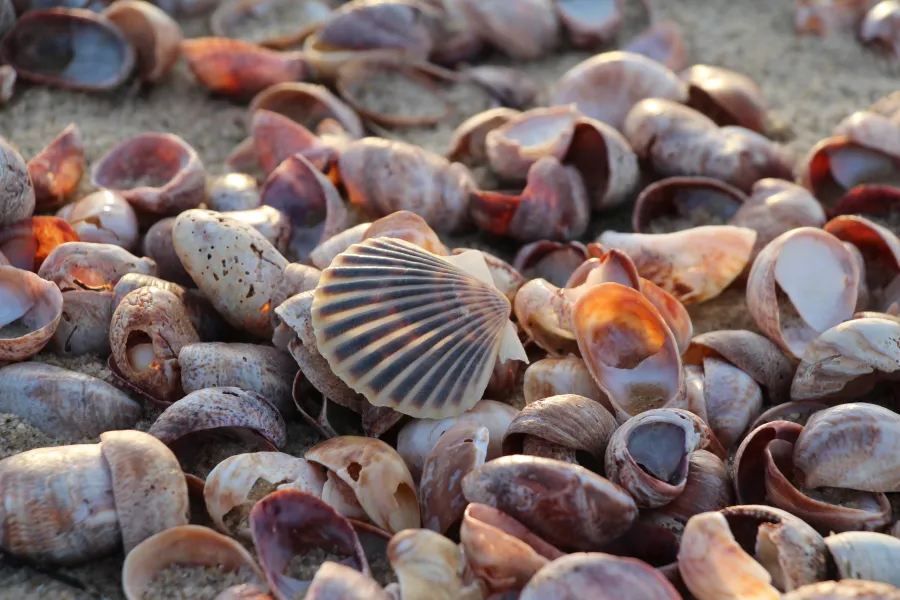 A Real Nantucket Sunset