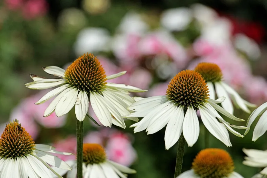 Coneflowers