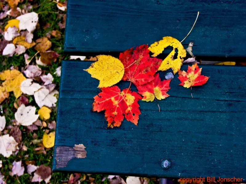 Fall leaves on picnic ben