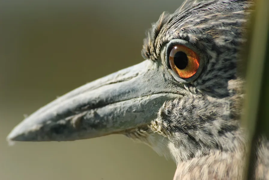 you see the veins of the