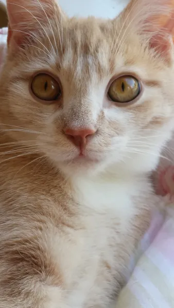 Harrison Ford 1st Xmas