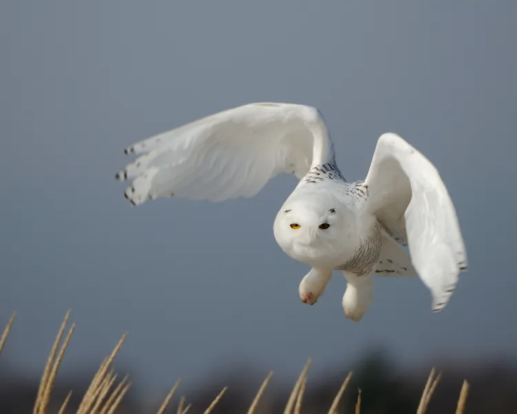 Snowy Owl