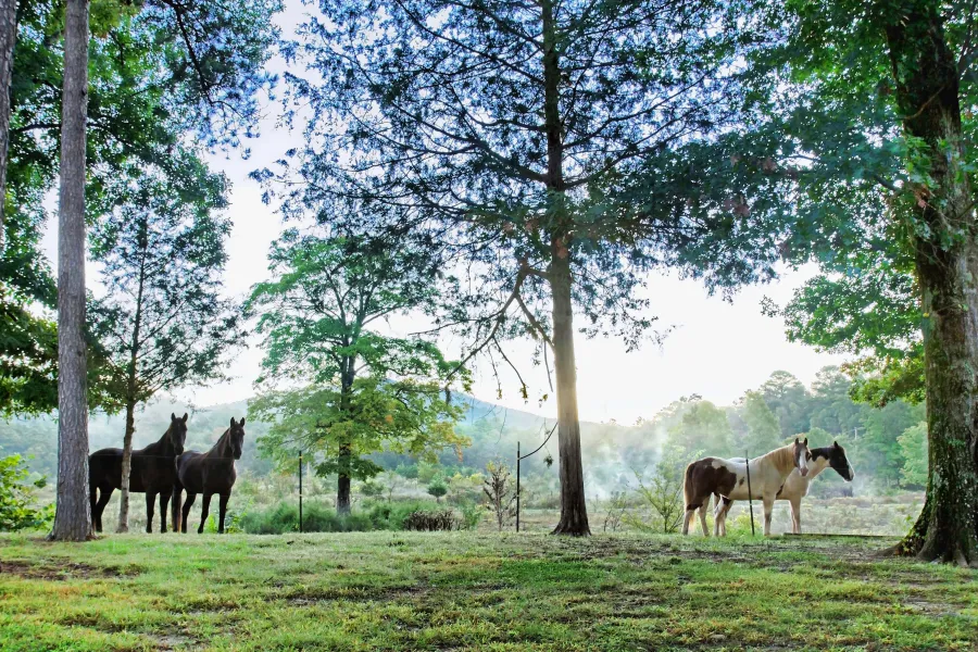 Horses in the morning