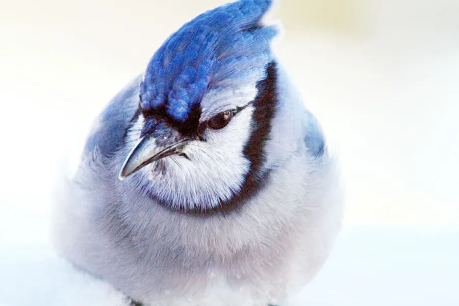 blue jay close up