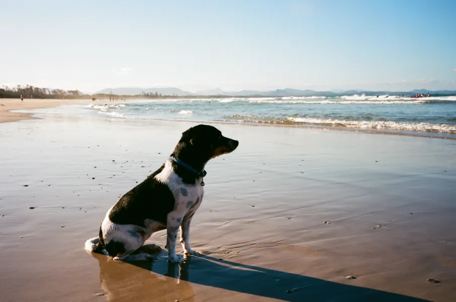 The Loyalty of a Dog