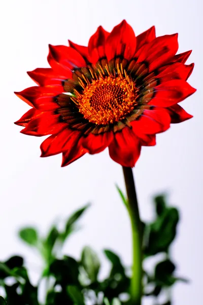 Gazania