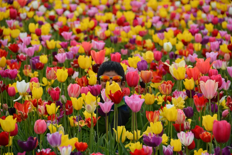 Hiding in the tulip sea