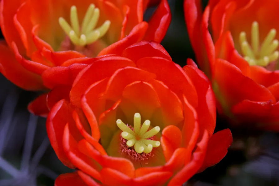 Cacti Blooms