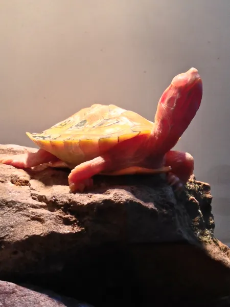 Pink Turtle