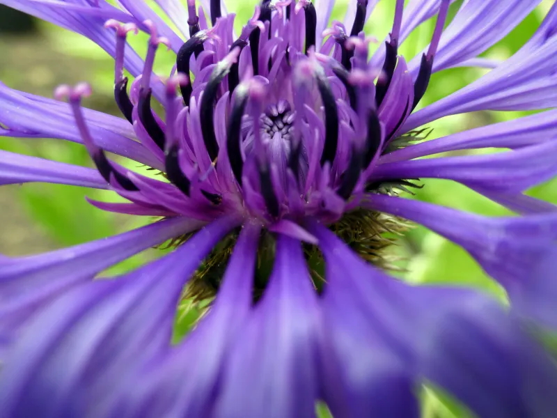 Blue Cornflower