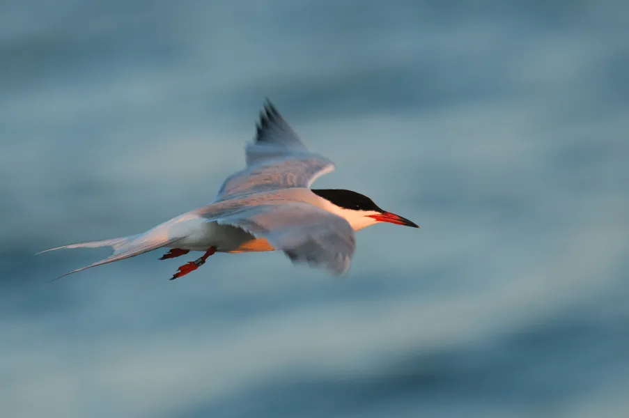 Tern at sunset