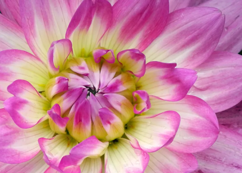 Sweet Dahlia