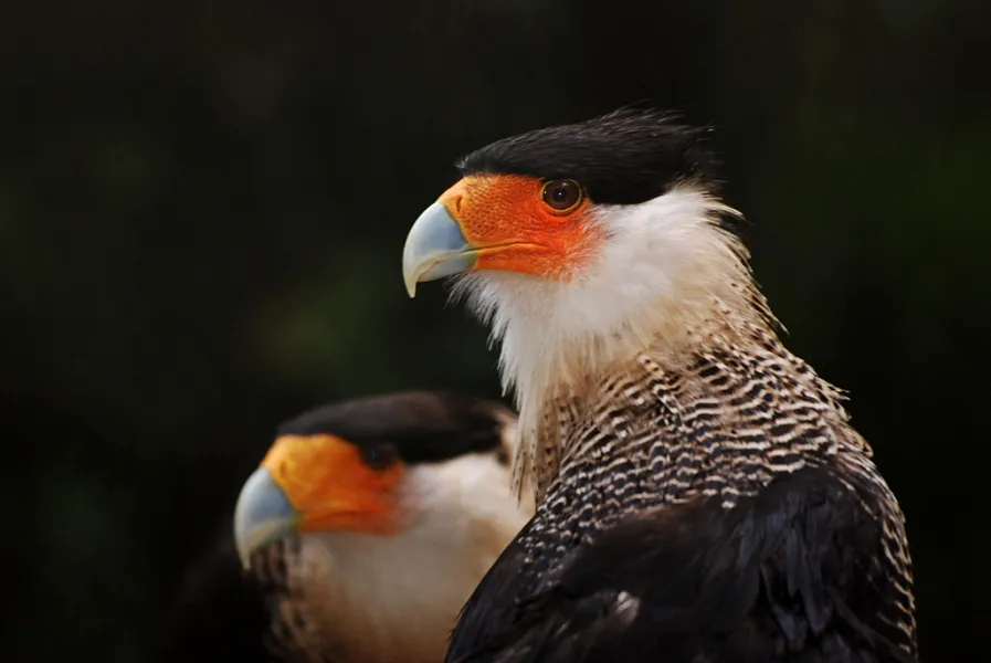 Caracaras