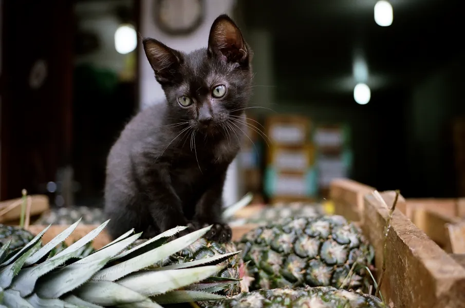 Kitty on the pineapple!!
