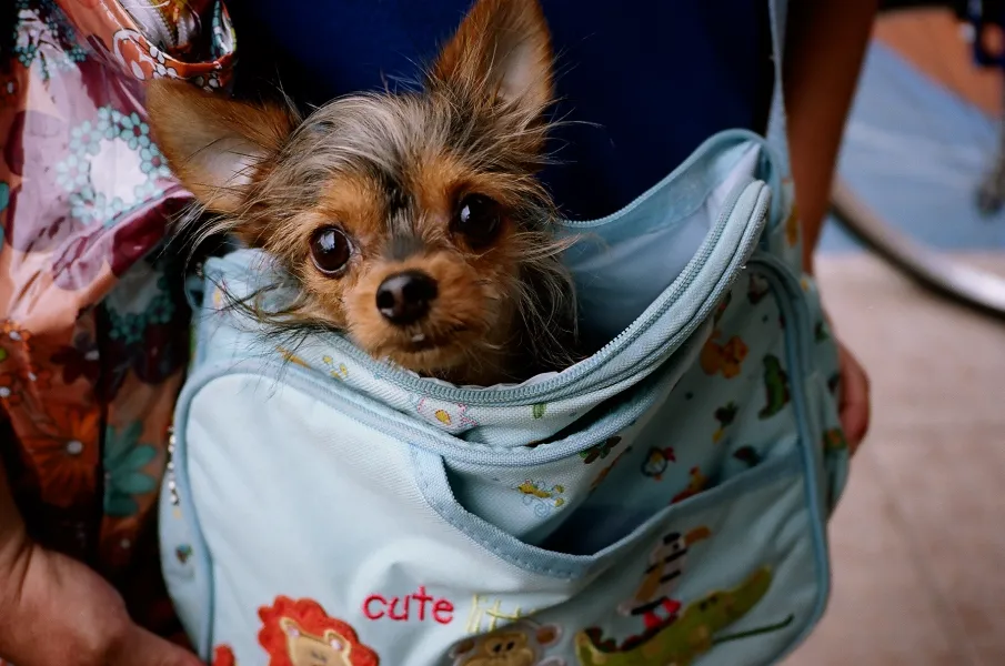 DOG IN BAG *portra160