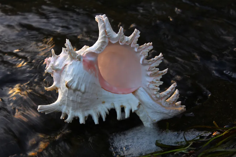 Murex Shell In The Surf