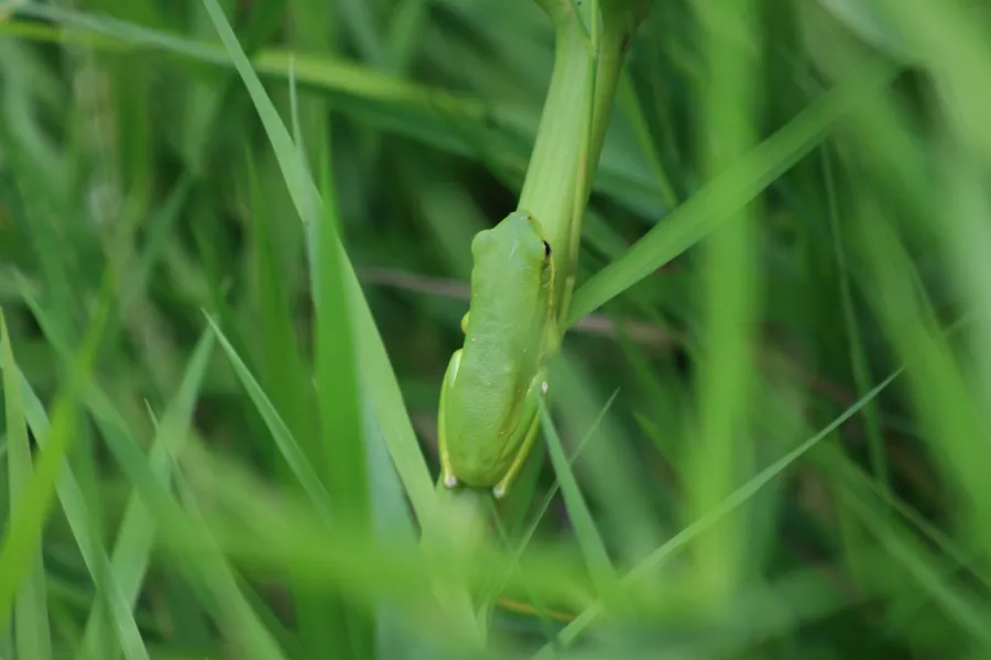 &quot;Can You See Me Now&quot;