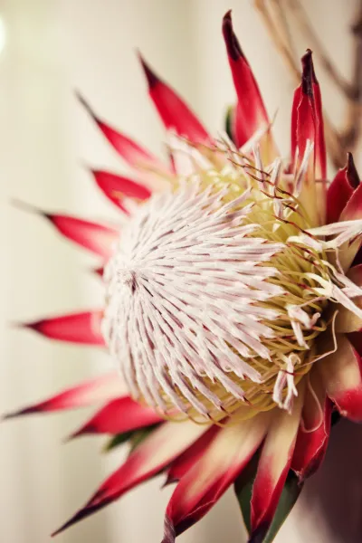 Beautiful Protea
