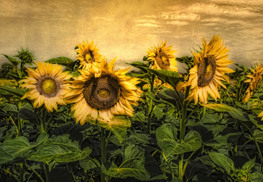 Sunflower Field