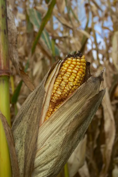 Autumn in the Northeast