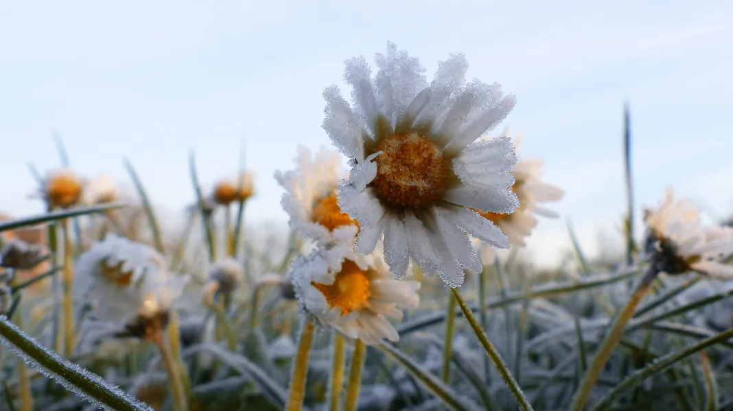frozen daisies