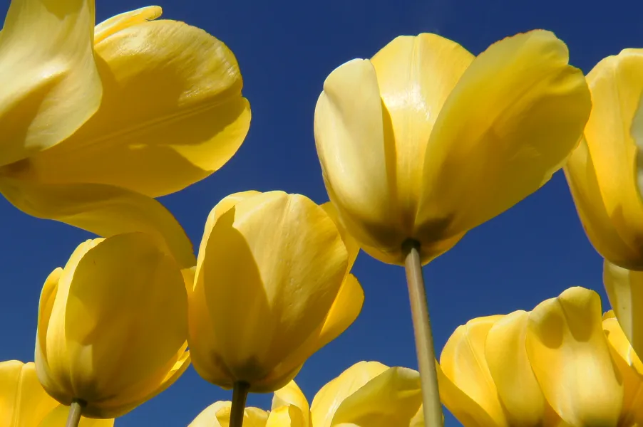 Yellow Tulips