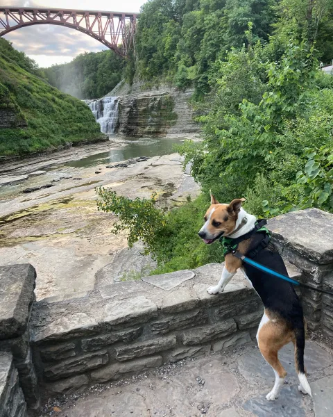 Rescue Pup at Letchworth Waterfalls