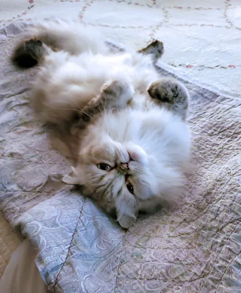 &quot;Do you Love Me?&quot;