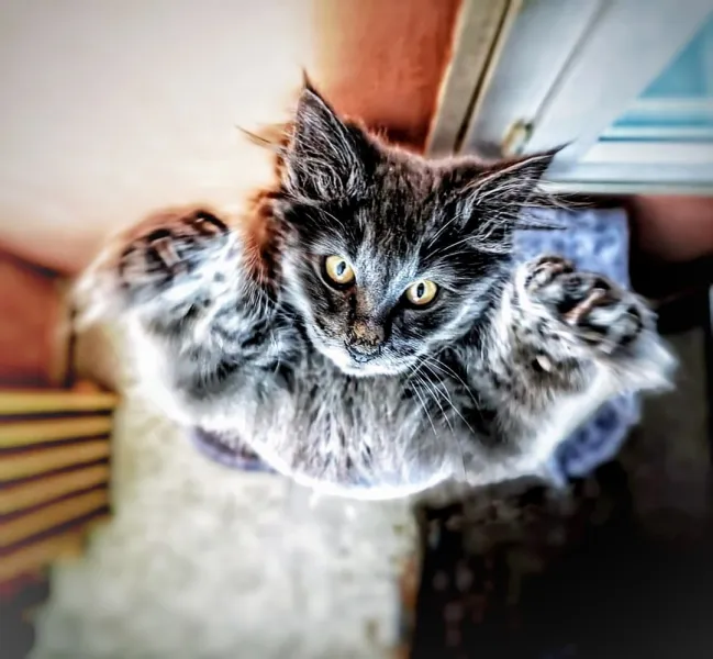 &quot;Arrête-Moi Si Tu Pux&quot;. (Attrape-moi si tu peux).