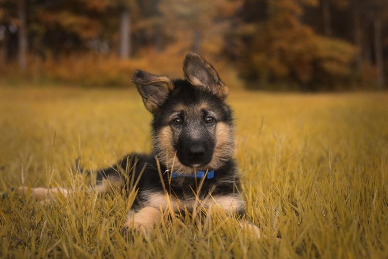 Duke the German Shepherd