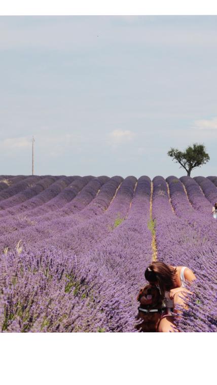 Revenir dans les champs de lavande 