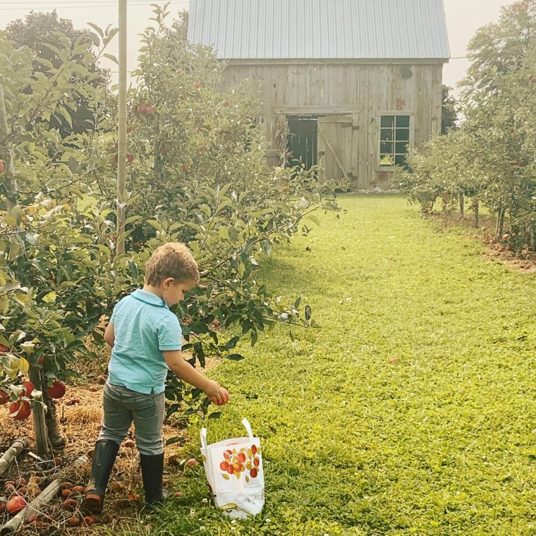 Picking Apples