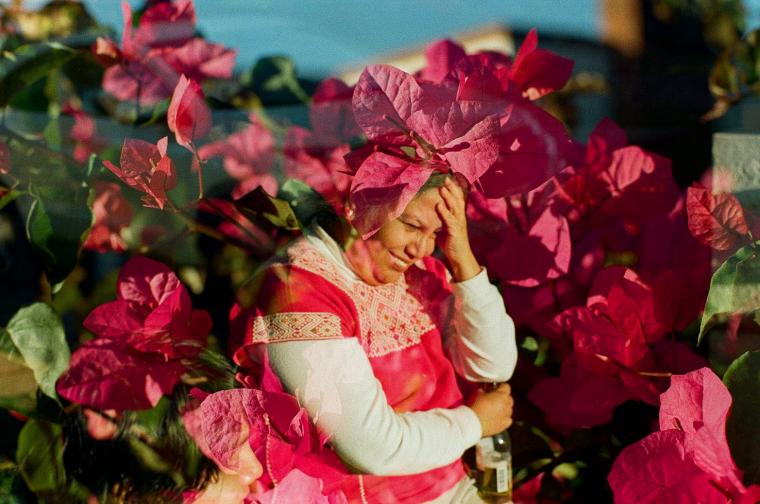 Flowers in the afternoon 