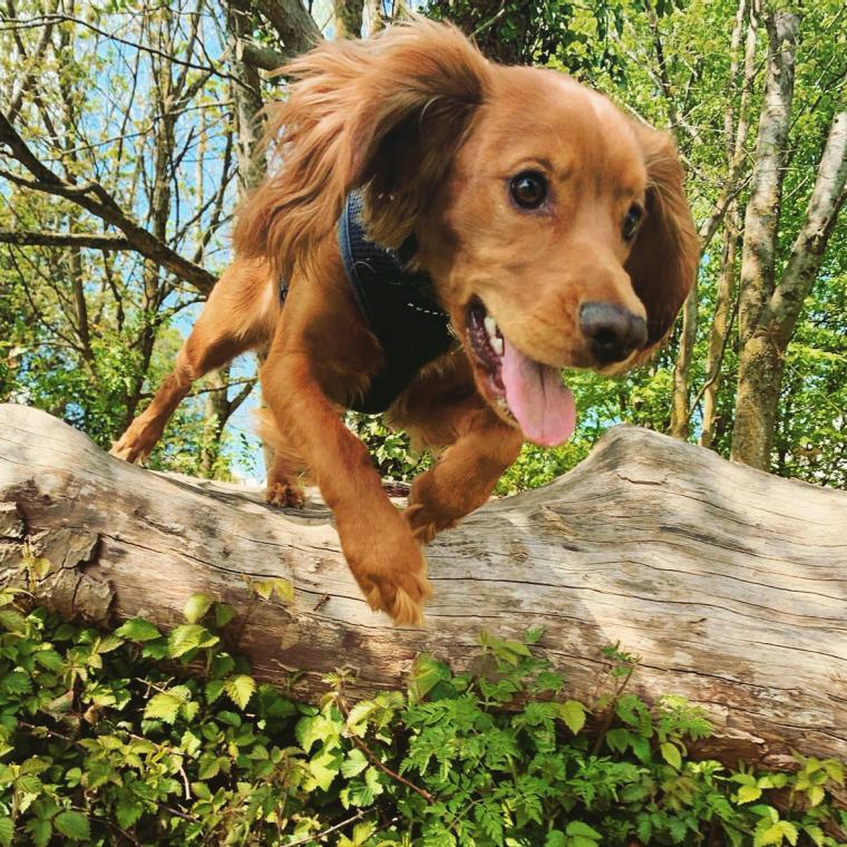 Log hopping little spaniel