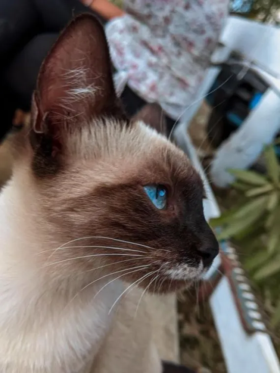 Blue eyes
