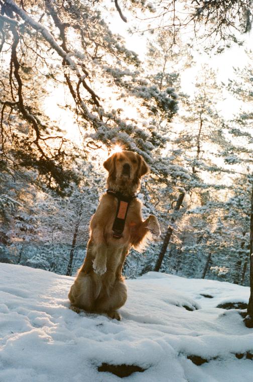 Goldie in the snow