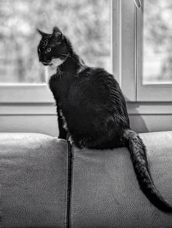The "vague form" from felines