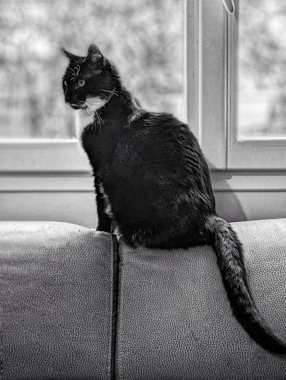 The "vague form" from felines