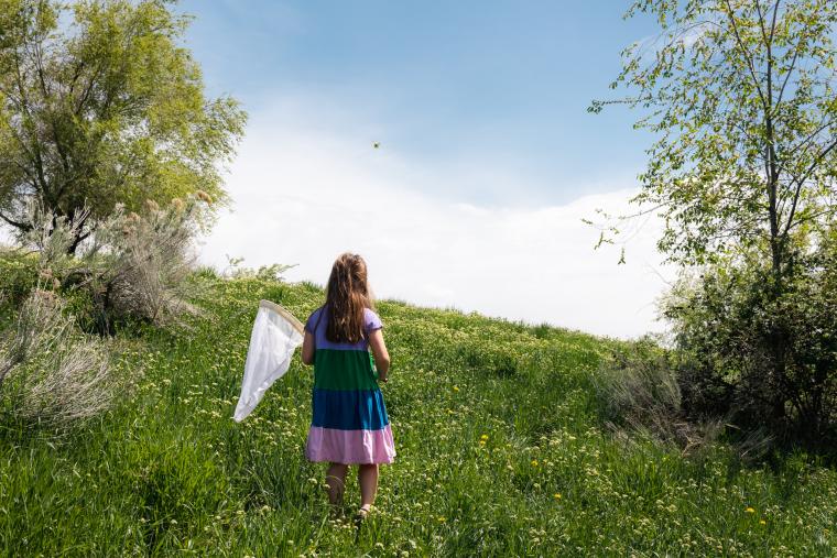 Butterfly Hunting