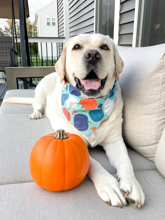 A pumpkin a day keeps the witches away 