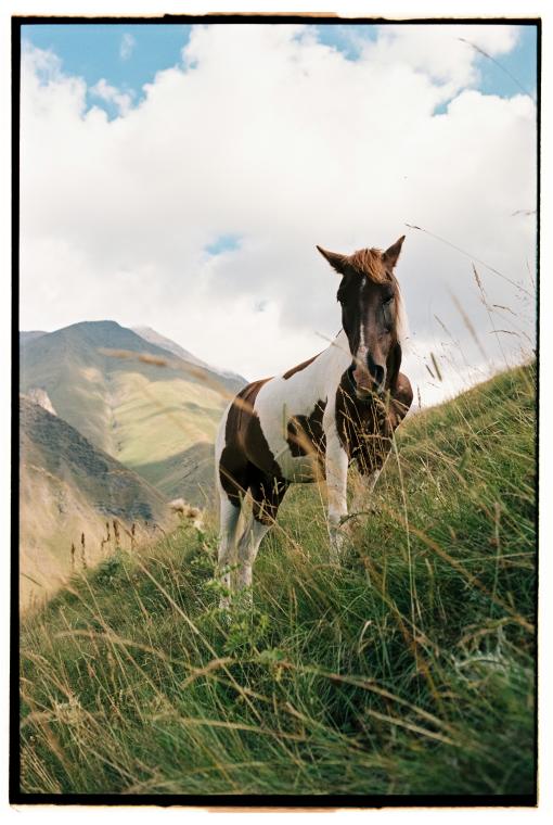 Slow Horse