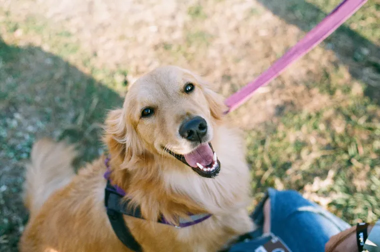 🐶