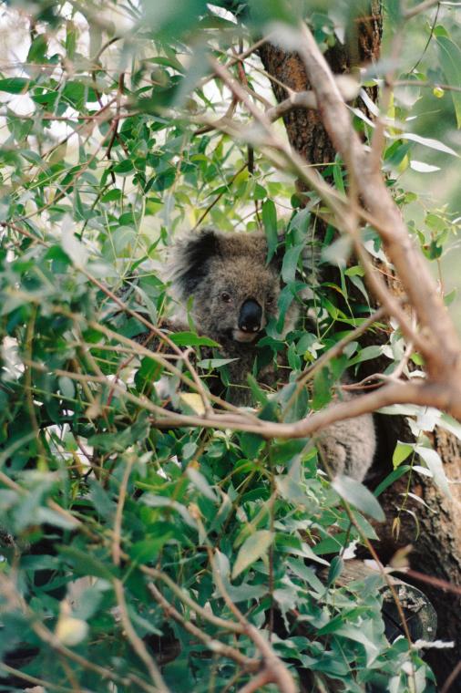 Koala Business