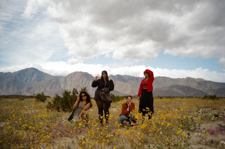 Desert Wildflowers