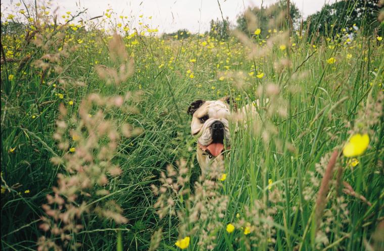 Hippo (The Bulldog)