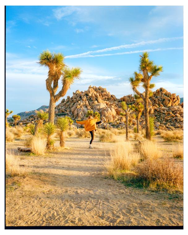 Golden hour at Joshua tree