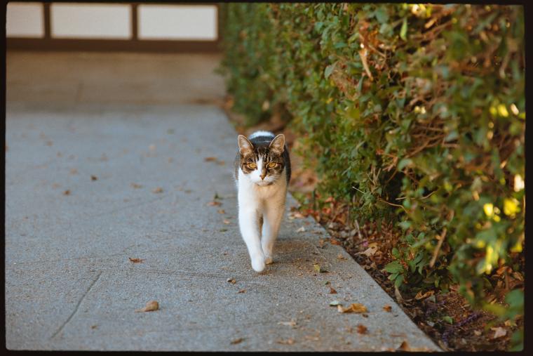 Out for a stroll