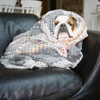 Dog wrapped in blanket 