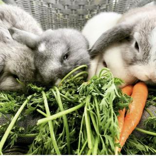 Carrots 